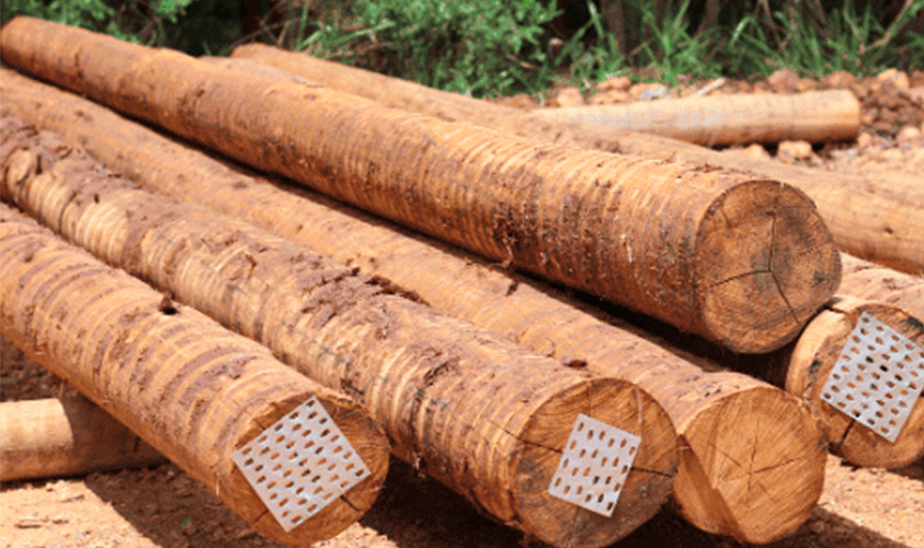 Mourões de Eucalipto Tratado