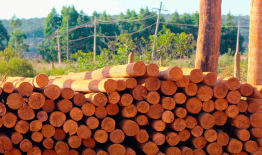 Postes de Eucalipto Tratado